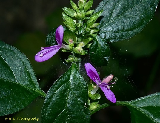 {Dicliptera brachiata}